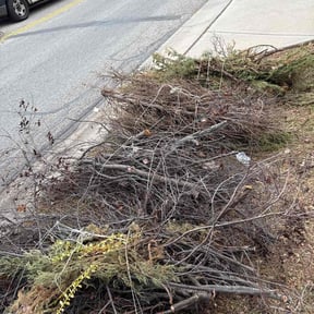 Bush Trimming by Edgar reviewed on December 23, 2025