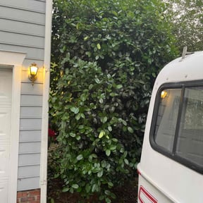 Bush Trimming by Lemaster Landscape reviewed on August 20, 2025