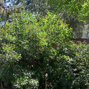 Bush Trimming by House ODonnell Ventures reviewed on August 18, 2025