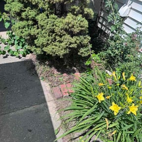 Bush Trimming by Mcdonald Lawn &amp; Home Repair LLC reviewed on June 8, 2026