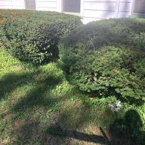 Bush Trimming by Norwood lawn Services reviewed on August 15, 2025