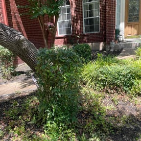 Bush Trimming by Mora Brothers Tree and Landscaping reviewed on August 18, 2025