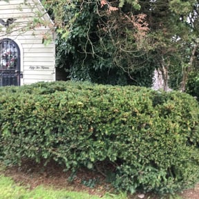 Bush Trimming by LCG Groundskeeping, LLC reviewed on August 19, 2025