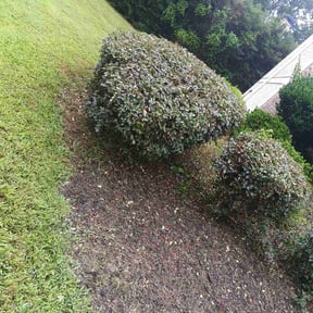 grass cutting by Rightway Lawn Care reviewed on August 18, 2023