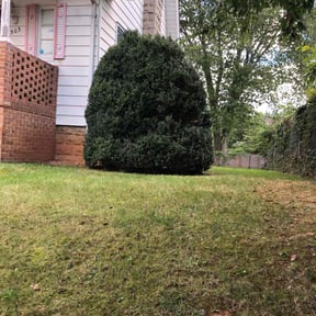 Bush Trimming by Trimsource LLC reviewed on October 24, 2025