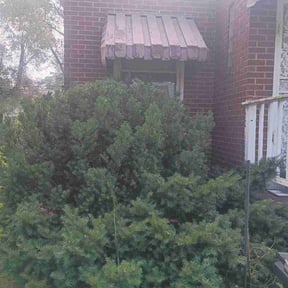 Bush Trimming by LimeLight Exterior Solutions reviewed on August 30, 2026