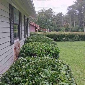 Bush Trimming by Mikes Mowing reviewed on July 15, 2026