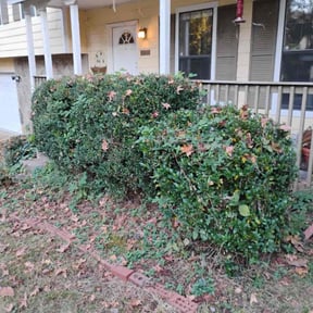 Bush Trimming by Jays Lawn Care reviewed on October 23, 2025