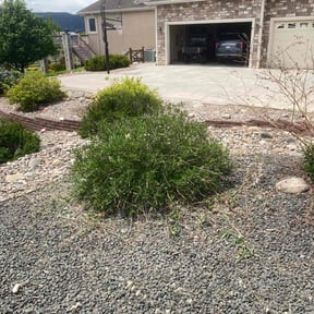 Bush Trimming by SILVER LINE PROPERTY SERVICES LLC reviewed on August 19, 2025