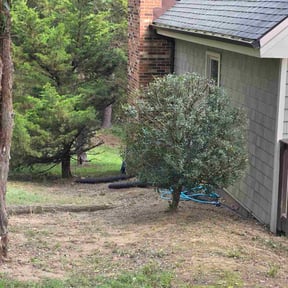 Bush Trimming by Mann’s Landscaping LLC reviewed on November 5, 2025