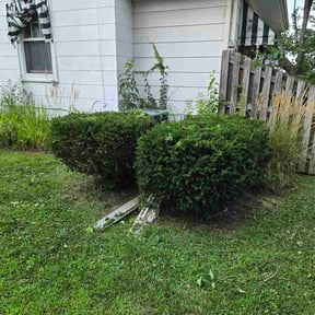 Bush Trimming by Shekinah Landscaping Services Inc reviewed on July 27, 2026