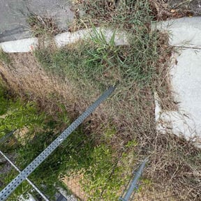 Bush Trimming by Scott Lawncare reviewed on August 20, 2025