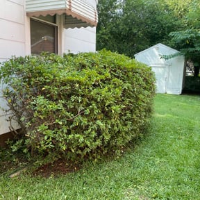 Bush Trimming by Frederickson Lawn Management reviewed on August 16, 2025