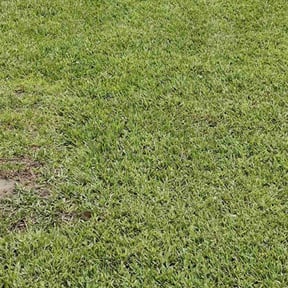 lawn care by Misfit Lawn Maintenance LLC reviewed on August 21, 2024