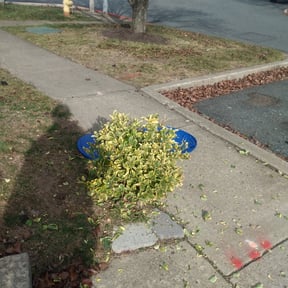 Bush Trimming by Double F Lawns reviewed on August 20, 2025