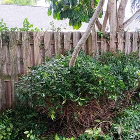 Bush Trimming by Harper's Exclusives Lawn Care LLC reviewed on August 19, 2025