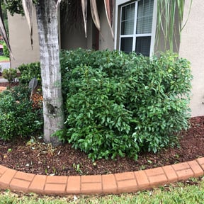 Bush Trimming by HM's Superior Landscape & Design reviewed on August 17, 2025