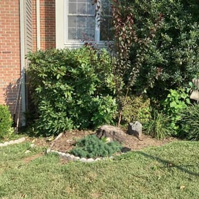 Bush Trimming by ALC Lawncare Services L.L.C reviewed on January 20, 2026