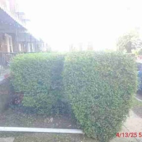 Bush Trimming by L&P.inc reviewed on August 13, 2025