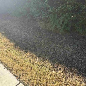 Leaf Removal by Jay's Tree and Lawn reviewed on October 13, 2026