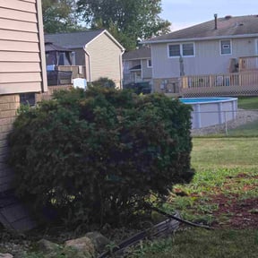 Bush Trimming by Caesar’s Premier Landscaping reviewed on December 20, 2025