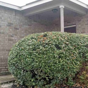 Bush Trimming by Nice yards reviewed on August 19, 2025