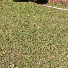 Bush Trimming by TMD ELITE PROPERTY PRESERVATION LLC reviewed on August 19, 2025