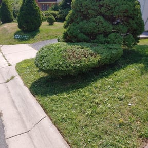 Bush Trimming by Diesel Dog Lawn Care LLC reviewed on August 16, 2025