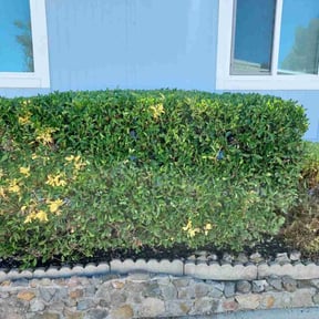 Bush Trimming by Strike Force (San Antonio) reviewed on November 21, 2025