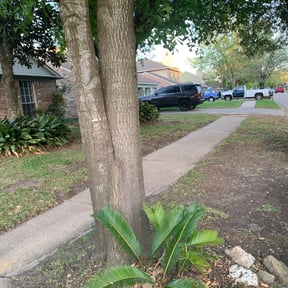 Leaf Removal by 1621 Landscapes LLC reviewed on September 22, 2025