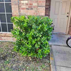 Bush Trimming by Cornerstone Properties and Rentals reviewed on November 23, 2025