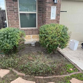 Bush Trimming by Ace lawn care reviewed on December 6, 2025