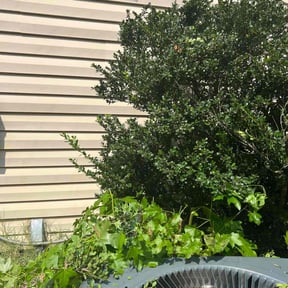 Bush Trimming by Keith Dalke reviewed on August 19, 2025