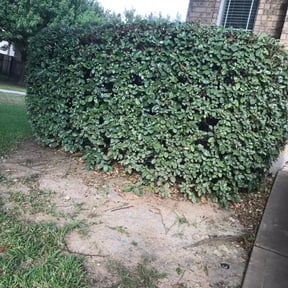 Bush Trimming by Holefixer reviewed on August 17, 2025