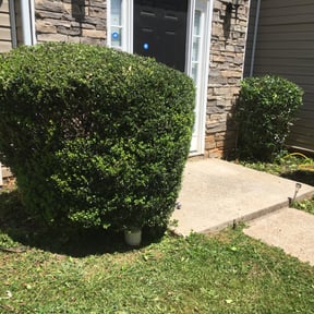 Bush Trimming by Neft General Contractors, Inc. reviewed on August 16, 2025