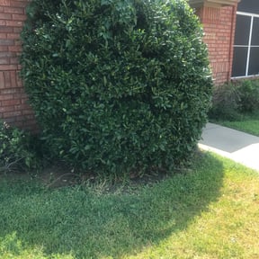 Bush Trimming by LAWN CARE AND DELIVERY SERVICES LLC reviewed on August 19, 2025