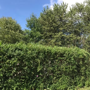 Bush Trimming by Royalty lawn care reviewed on August 21, 2025