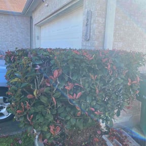 Bush Trimming by Burke's lawn care reviewed on August 18, 2025