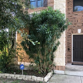 Bush Trimming by Jewelry box ent reviewed on August 31, 2023