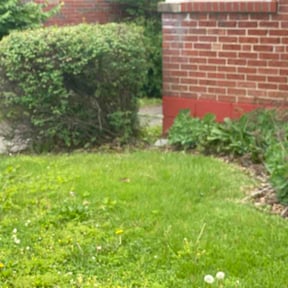 Bush Trimming by A-Z Land Care reviewed on May 21, 2026