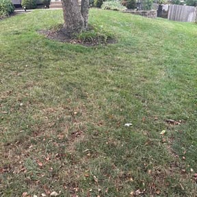 Leaf Removal by Jenkins Lawn Care &amp; Pressure washing LLC reviewed on August 18, 2026
