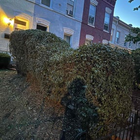Bush Trimming by TruQuality Outdoor Maintenance & Lanscaping reviewed on August 19, 2025