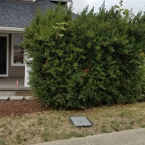 Bush Trimming by GET Tax Service reviewed on August 16, 2025