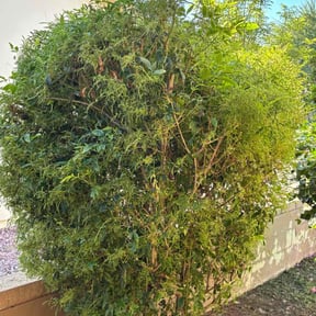 Bush Trimming by 360. Works reviewed on November 5, 2025