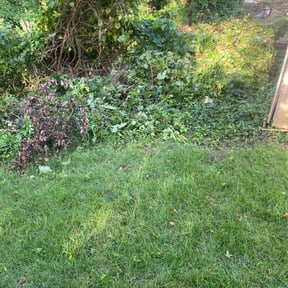 Bush Trimming by Chris’s Lawn Service reviewed on August 18, 2025