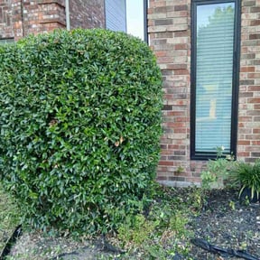 Bush Trimming by Vidco landscaping reviewed on August 18, 2025