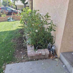 Bush Trimming by Got Dat Lawn Services reviewed on August 18, 2025
