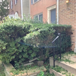 Bush Trimming by CPS LLC. reviewed on August 15, 2025