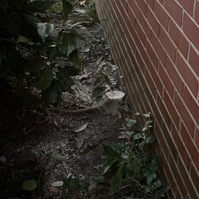 Bush Trimming by Abigial yard care Llc reviewed on August 18, 2025