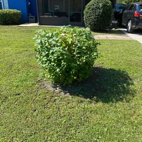 Bush Trimming by Down To Earth Landscaping  reviewed on August 20, 2025